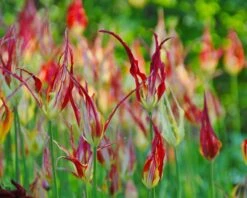 Tulip Acuminata -Flowers Sales Store tulip acuminata 4