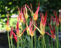 Tulip Acuminata -Flowers Sales Store tulip acuminata 5