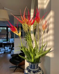 Tulip Acuminata -Flowers Sales Store tulip acuminata 9