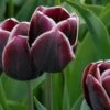 Tulip 'Alexander Pushkin' 1 Tulip 'Alexander Pushkin' -Flowers Sales Store tulip alexander pushkin 1