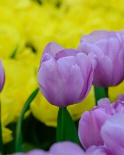 Tulip 'Alibi' 21 Tulip 'Alibi' -Flowers Sales Store tulip alibi 3