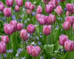 Tulip 'Alibi' 20 Tulip 'Alibi' -Flowers Sales Store tulip alibi 6