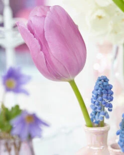 Tulip 'Alibi' 25 Tulip 'Alibi' -Flowers Sales Store tulip alibi 7