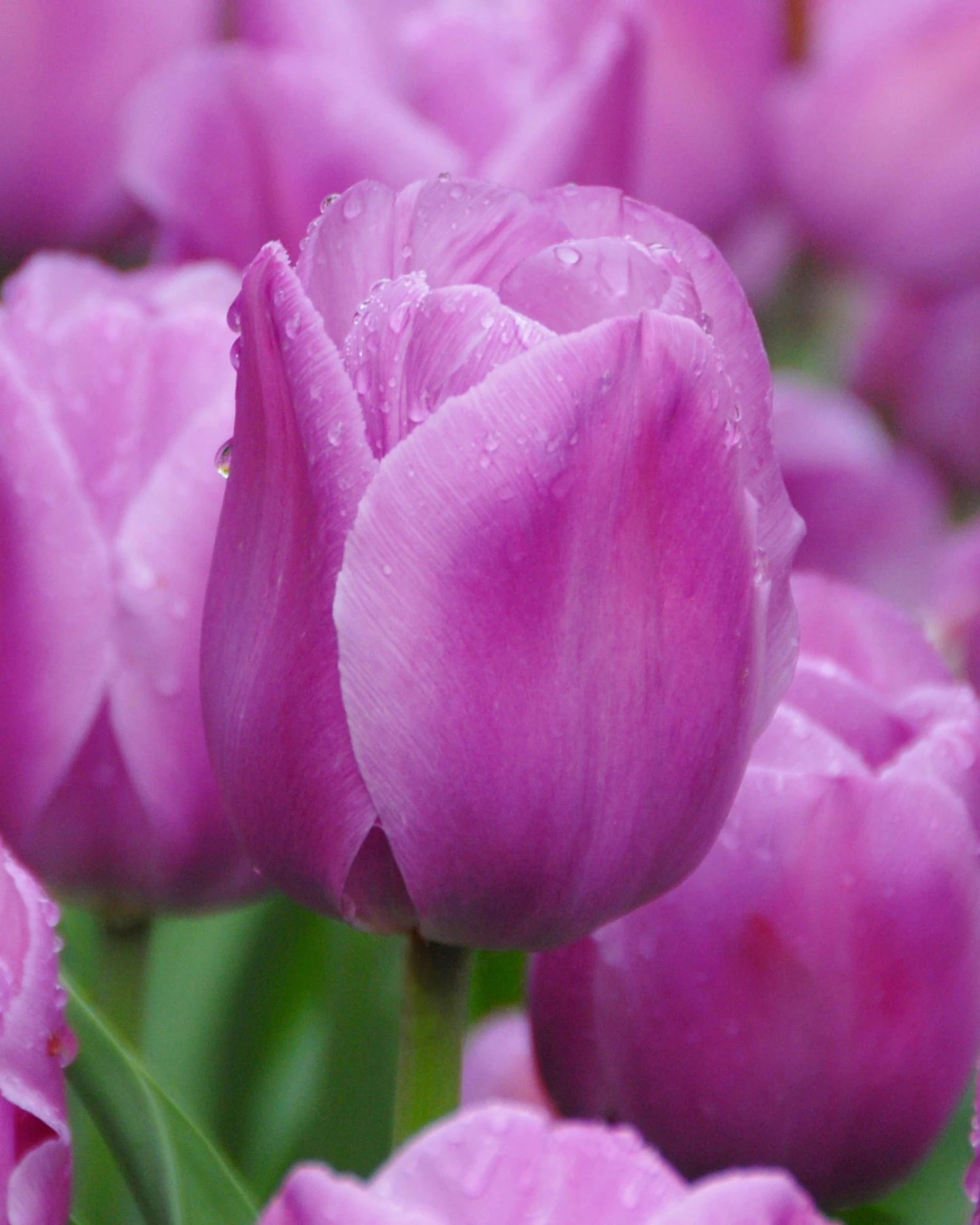 Tulip 'Alibi' 3 Tulip 'Alibi'