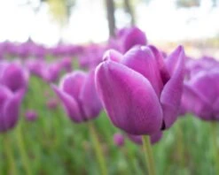 Tulip 'Alibi' 26 Tulip 'Alibi' -Flowers Sales Store tulip alibi 9