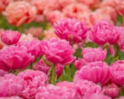 Tulip 'Amazing Grace' -Flowers Sales Store tulip amazing grace 2