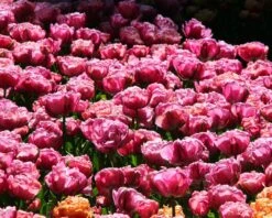 Tulip 'Amazing Grace' -Flowers Sales Store tulip amazing grace 2 5d500f45 9253 472b 93ad 0fa2e3ad5abd