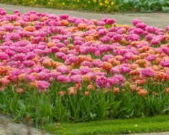 Tulip 'Amazing Grace' -Flowers Sales Store tulip amazing grace 3