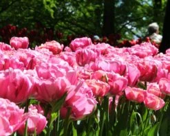 Tulip 'Amazing Grace' -Flowers Sales Store tulip amazing grace 3 535d2e64 48a6 4e57 b9ba 74491e71800e