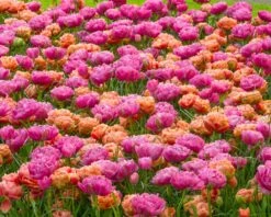 Tulip 'Amazing Grace' -Flowers Sales Store tulip amazing grace 4