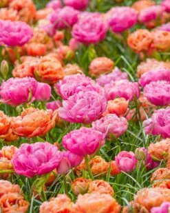 Tulip 'Amazing Grace' -Flowers Sales Store tulip amazing grace 5