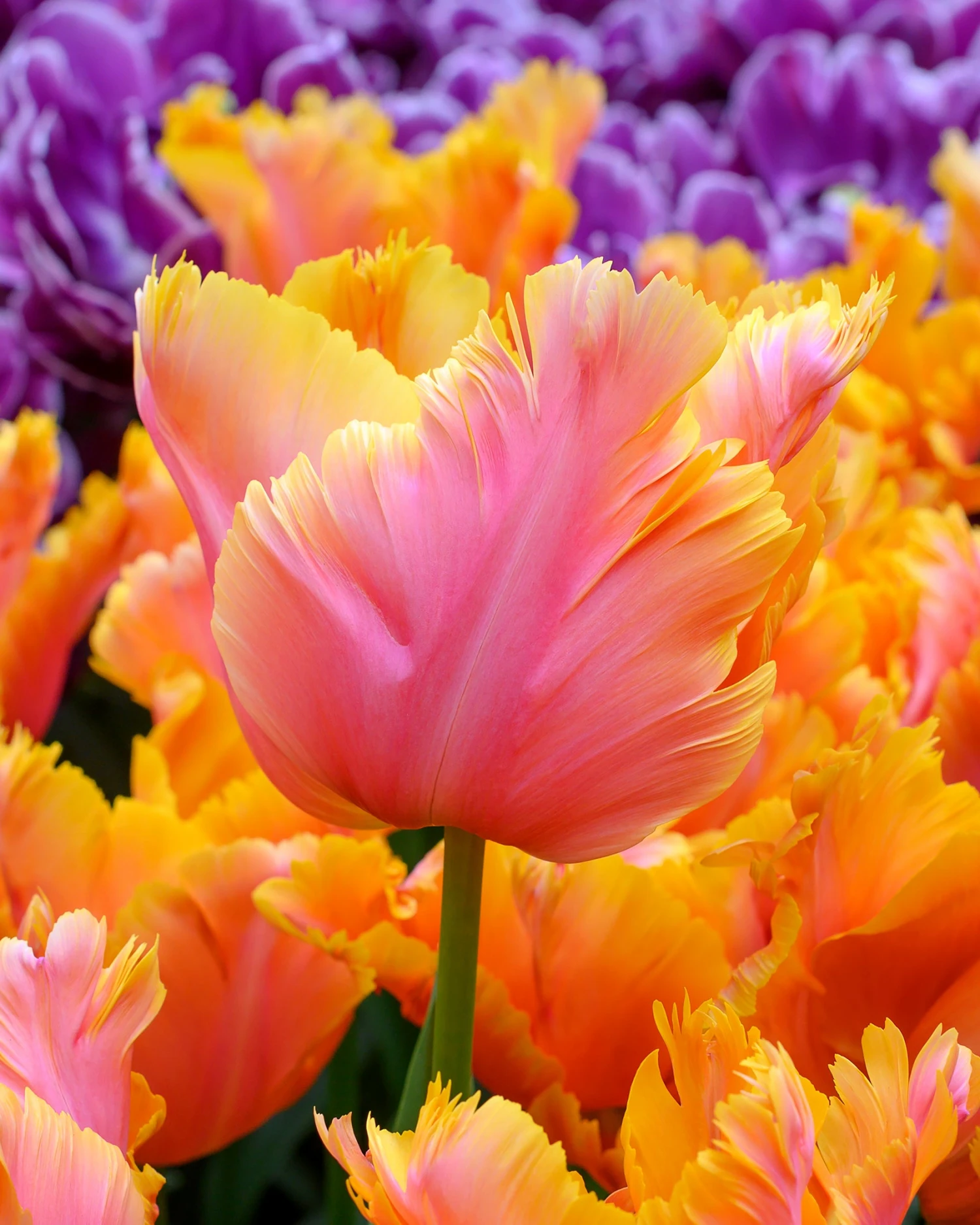 Tulip 'Amazing Parrot' 4 Tulip 'Amazing Parrot' - Image 2