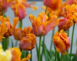 Tulip 'Amazing Parrot' 19 Tulip 'Amazing Parrot' -Flowers Sales Store tulip amazing parrot 1