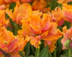 Tulip 'Amazing Parrot' 18 Tulip 'Amazing Parrot' -Flowers Sales Store tulip amazing parrot 3