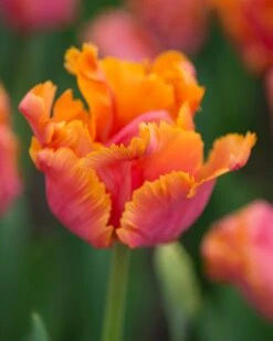 Tulip 'Amazing Parrot' 16 Tulip 'Amazing Parrot' -Flowers Sales Store tulip amazing parrot 4