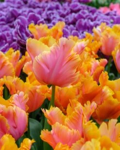 Tulip 'Amazing Parrot' 22 Tulip 'Amazing Parrot' -Flowers Sales Store tulip amazing parrot 6