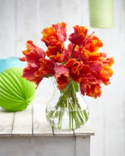 Tulip 'Amazing Parrot' 24 Tulip 'Amazing Parrot' -Flowers Sales Store tulip amazing parrot 8