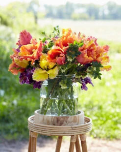 Tulip 'Amazing Parrot' 20 Tulip 'Amazing Parrot' -Flowers Sales Store tulip amazing parrot 9