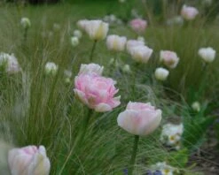 Tulip 'Angelique' -Flowers Sales Store tulip angelique 3