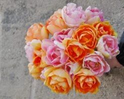 Tulip 'Angelique' -Flowers Sales Store tulip angelique 4