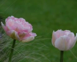 Tulip 'Angelique' -Flowers Sales Store tulip angelique 6