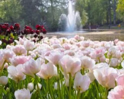 Tulip 'Angelique' -Flowers Sales Store tulip angelique 7