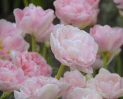 Tulip 'Angelique' -Flowers Sales Store tulip angelique 8