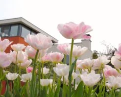 Tulip 'Angelique' -Flowers Sales Store tulip angelique 9