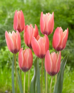Tulip 'Annika' 12 Tulip 'Annika' -Flowers Sales Store tulip annika 3
