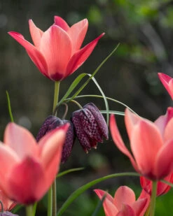 Tulip 'Annika' 14 Tulip 'Annika' -Flowers Sales Store tulip annika 5