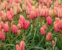 Tulip 'Annika' 15 Tulip 'Annika' -Flowers Sales Store tulip annika 6