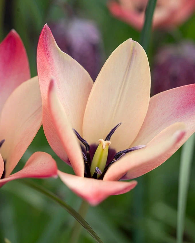 Tulip 'Annika' 3 Tulip 'Annika'