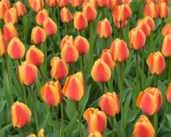 Tulip 'Apeldoorn Elite' -Flowers Sales Store tulip apeldoorn elite 1