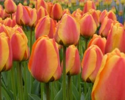 Tulip 'Apeldoorn Elite' -Flowers Sales Store tulip apeldoorn elite 2