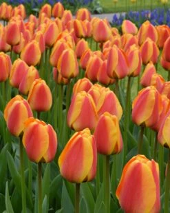 Tulip 'Apeldoorn Elite' -Flowers Sales Store tulip apeldoorn elite 3