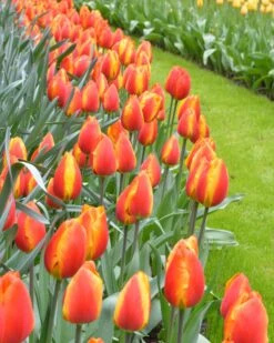 Tulip 'Apeldoorn Elite' -Flowers Sales Store tulip apeldoorn elite 4