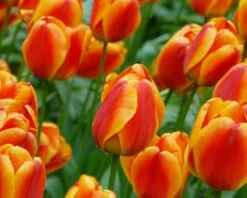 Tulip 'Apeldoorn Elite' -Flowers Sales Store tulip apeldoorn elite 6