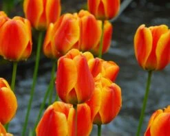 Tulip 'Apeldoorn Elite' -Flowers Sales Store tulip apeldoorn elite 7