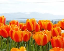 Tulip 'Apeldoorn Elite' -Flowers Sales Store tulip apeldoorn elite 8