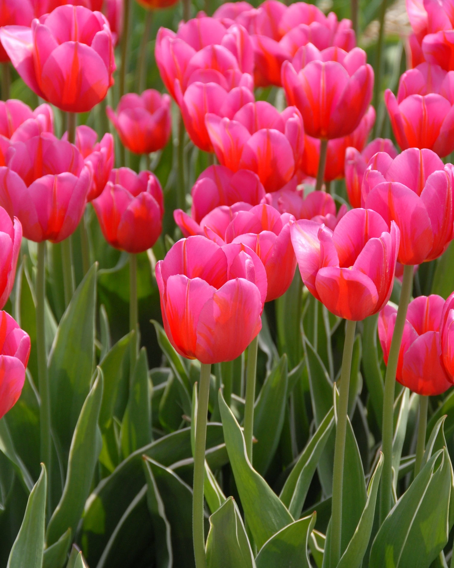 Tulip 'Aphrodite' 8 Tulip 'Aphrodite' - Image 6