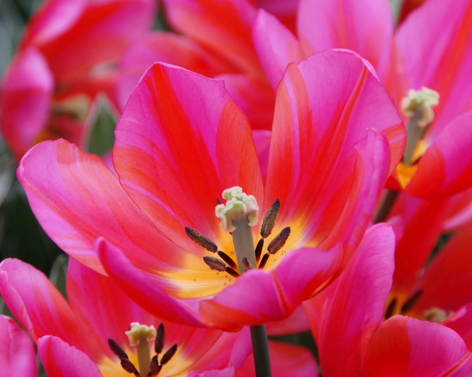 Tulip 'Aphrodite' 4 Tulip 'Aphrodite' - Image 2