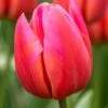 Tulip 'Aphrodite' 2 Tulip 'Aphrodite' -Flowers Sales Store tulip aphrodite 5
