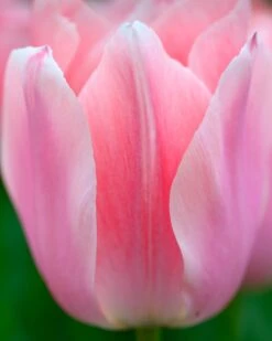 Tulip 'Apricona' -Flowers Sales Store tulip apricona 1