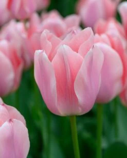 Tulip 'Apricona' -Flowers Sales Store tulip apricona 2