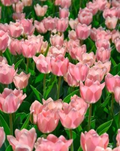 Tulip 'Apricona' -Flowers Sales Store tulip apricona 3