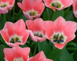 Tulip 'Apricona' -Flowers Sales Store tulip apricona 4