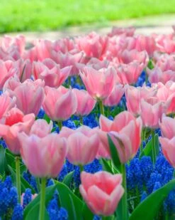 Tulip 'Apricona' -Flowers Sales Store tulip apricona 5