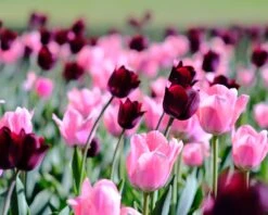 Tulip 'Apricona' -Flowers Sales Store tulip apricona 7