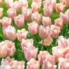 Tulip 'Apricot Beauty' 2 Tulip 'Apricot Beauty' -Flowers Sales Store tulip apricot beauty 1