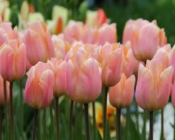 Tulip 'Apricot Beauty' 9 Tulip 'Apricot Beauty' -Flowers Sales Store tulip apricot beauty 5